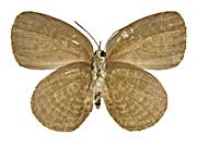 �C�m���i�^�����T�L�V�W�~����