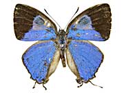 �C�T�G�E�X�^�J�l�t�^�I�V�W�~���\