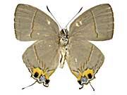 �C�T�G�E�X�^�J�l�t�^�I�V�W�~����