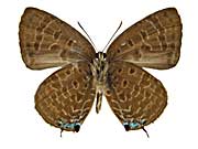 スブルストリスムラサキシジミ♂裏