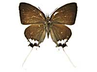 �A�N�e���}�m�I�i�K�V�W�~���\