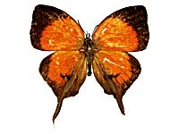 �s�^�l�q���n�^�t���V�W�~���\