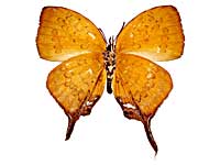 �s�^�l�q���n�^�t���V�W�~����