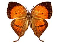 �s�^�l�q���n�^�t���V�W�~���\