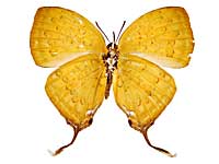 �s�^�l�q���n�^�t���V�W�~����