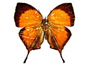 �s�^�q���n�^�t���V�W�~���\