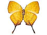 �s�^�q���n�^�t���V�W�~����