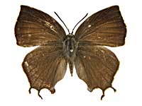 �N�G���P�g�����}���o�l�����T�L�V�W�~���\