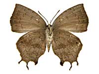 �N�G���P�g�����}���o�l�����T�L�V�W�~����