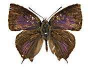 �N�G���P�g�����}���o�l�����T�L�V�W�~���\