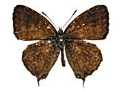 �N���E�V���C�C�A�I�E���}�_���V�W�~���\