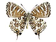 �N���E�V���C�C�A�I�E���}�_���V�W�~����