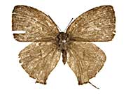 sp1�N�W���N�V�W�~���\