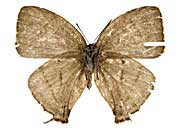 sp1�N�W���N�V�W�~����