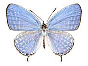 �s���g�D�X�����E���i�~�V�W�~���\