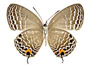 �s���g�D�X�����E���i�~�V�W�~����