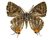 �V���}�L�}�_�������c�o�����\