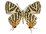 �V���}�L�}�_�������c�o������