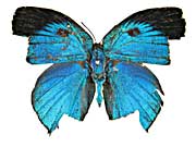 �C���y���A���X�N�W���N�V�W�~���\