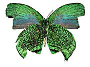 �C���y���A���X�N�W���N�V�W�~����