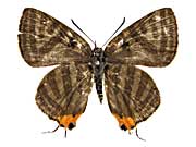 �V���}�L�}�_�������c�o�����\