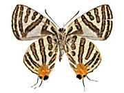 �V���}�L�}�_�������c�o������