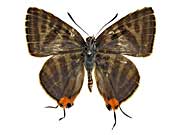 �V���}�L�}�_�������c�o�����\