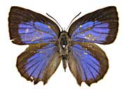 ラブアナムラサキシジミ♀表