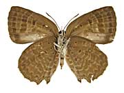 ラブアナムラサキシジミ♀裏