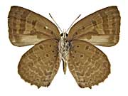 ラブアナムラサキシジミ♂裏