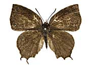 �N�G���P�g�����}���o�l�����T�L�V�W�~���\