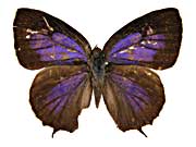 �f�B�A���f�B�j�Z�����T�L�V�W�~���\