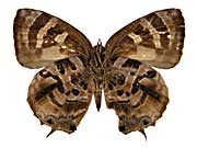 �f�B�A���f�B�j�Z�����T�L�V�W�~����