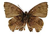 �f�B�A���f�B�j�Z�����T�L�V�W�~����