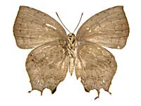 �N�G���P�g�����}���o�l�����T�L�V�W�~����