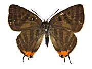 �V���}�L�}�_�������c�o�����\