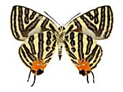 �V���}�L�}�_�������c�o������