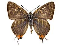 ���q�^�L�}�_�������c�o�����\