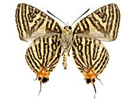 ���q�^�L�}�_�������c�o������