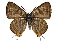 ���q�^�L�}�_�������c�o�����\