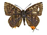 �V���}�L�}�_�������c�o�����\