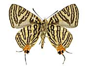 �N���j�A�i�L�}�_���c�o������