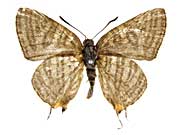 �N���j�A�i�L�}�_���c�o�����\