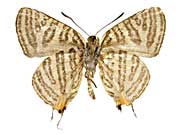 �N���j�A�i�L�}�_���c�o������