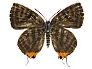 �V���}�L�}�_�������c�o�����\