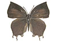 �N�G���P�g�����}���o�l�����T�L�V�W�~���\