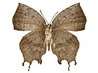 �N�G���P�g�����}���o�l�����T�L�V�W�~����