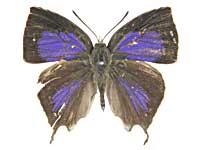 �N�G���P�g�����}���o�l�����T�L�V�W�~���\