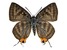 �Z���K�L�}�_���c�o�����\