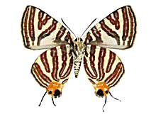 �Z���K�L�}�_���c�o������